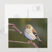 Amerikaanse Goldfinch Briefkaart (Voorkant / Achterkant)