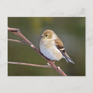 Amerikaanse Goldfinch Briefkaart