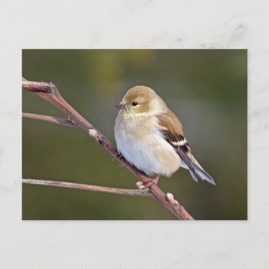 Amerikaanse Goldfinch Briefkaart (Voorkant)