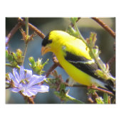 Amerikaanse Goldfinch Foto Afdruk (Voorkant)