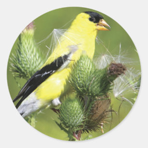 Amerikaanse Goldfinch Fotografie Stickers
