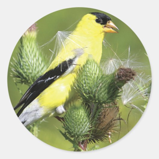 Amerikaanse Goldfinch Fotografie Stickers (Voorkant)