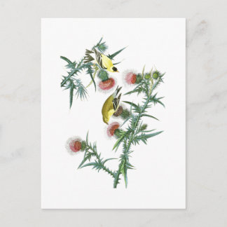 Amerikaanse Goldfinch John Audubon Birds of Americ Briefkaart