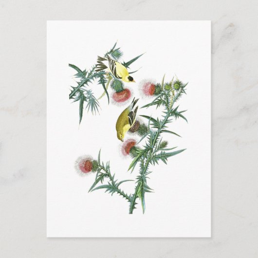 Amerikaanse Goldfinch John Audubon Birds of Americ Briefkaart (Voorkant)