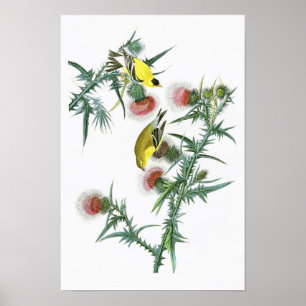 Amerikaanse Goldfinch John Audubon Birds of Americ Poster