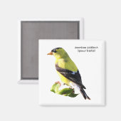 Amerikaanse Goldfinch Magneet (Voorkant / Achterkant)