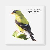 Amerikaanse Goldfinch Magneet (Voorkant)