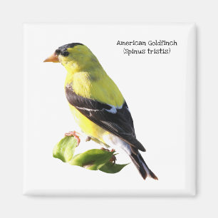 Amerikaanse Goldfinch Magneet