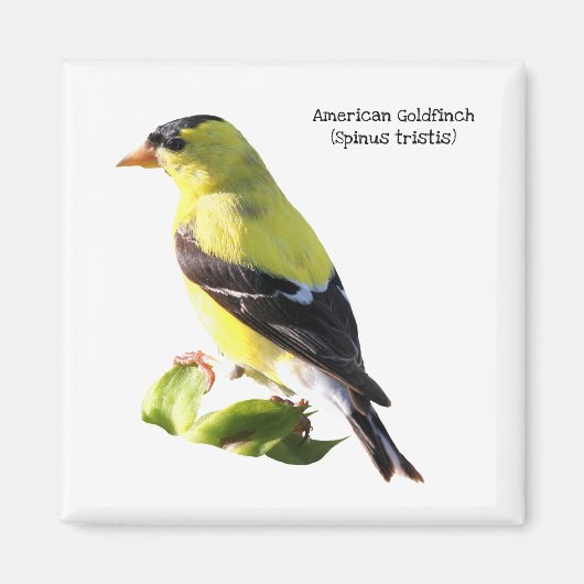 Amerikaanse Goldfinch Magneet (Voorkant)