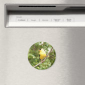 Amerikaanse Goldfinch Magneet (Insitu (Vaatwasser))