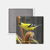 Amerikaanse Goldfinch Magneet (Voorkant / Achterkant)