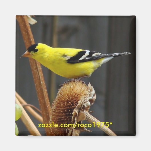 Amerikaanse Goldfinch Magneet (Voorkant)