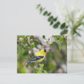 Amerikaanse Goldfinch met lentesappelbloesems Briefkaart (Staand voorkant)