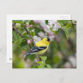 Amerikaanse Goldfinch met lentesappelbloesems Briefkaart (Voorkant / Achterkant)