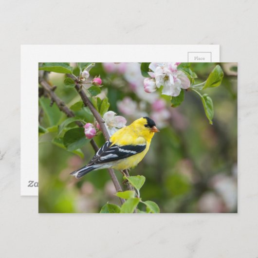 Amerikaanse Goldfinch met lentesappelbloesems Briefkaart (Voorkant / Achterkant)