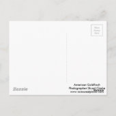 Amerikaanse Goldfinch met lentesappelbloesems Briefkaart (Achterkant)