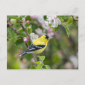 Amerikaanse Goldfinch met lentesappelbloesems Briefkaart (Voorkant)