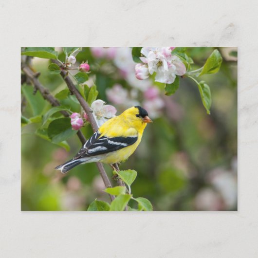 Amerikaanse Goldfinch met lentesappelbloesems Briefkaart (Voorkant)
