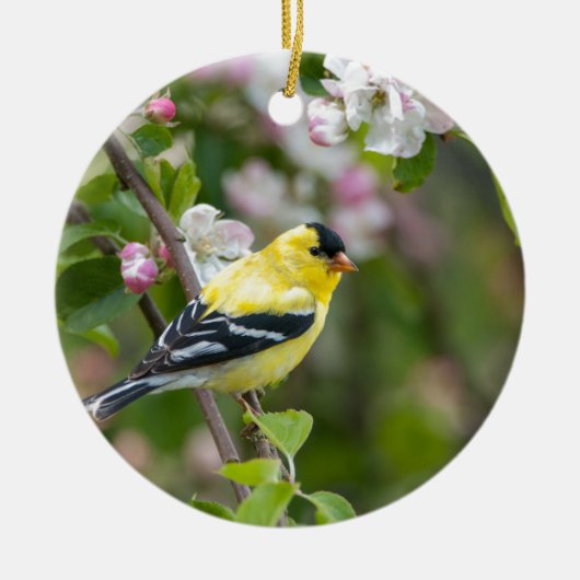 Amerikaanse Goldfinch met lentesappelbloesems Keramisch Ornament (Voorkant)