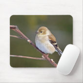 Amerikaanse Goldfinch Muismat (Met muis)
