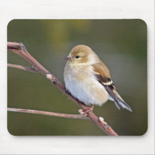 Amerikaanse Goldfinch Muismat