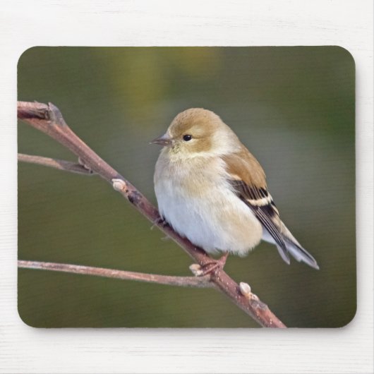 Amerikaanse Goldfinch Muismat (Voorkant)