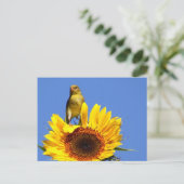 Amerikaanse Goldfinch op zonnebloem Briefkaart (Staand voorkant)