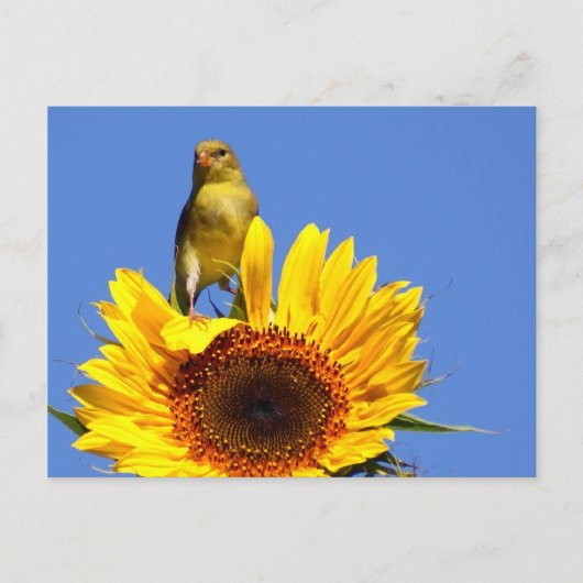 Amerikaanse Goldfinch op zonnebloem Briefkaart (Voorkant)