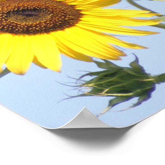 Amerikaanse Goldfinch op zonnebloem Poster (Hoek)