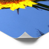 Amerikaanse Goldfinch op zonnebloem Poster (Hoek)