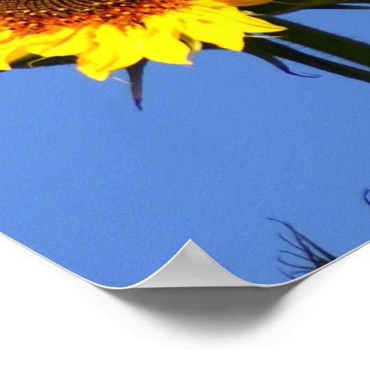 Amerikaanse Goldfinch op zonnebloem Poster (Hoek)