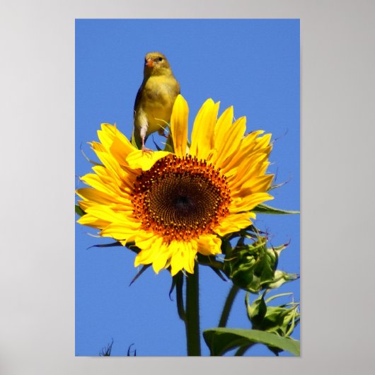 Amerikaanse Goldfinch op zonnebloem Poster (Voorkant)