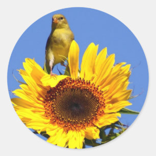 Amerikaanse Goldfinch op zonnebloem Ronde Sticker