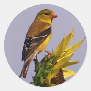 Amerikaanse Goldfinch op zonnebloem Ronde Sticker
