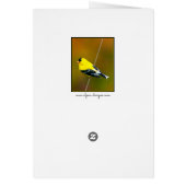 Amerikaanse Goldfinch - originele foto (Achterkant)
