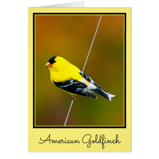 Amerikaanse Goldfinch - originele foto (Voorkant)