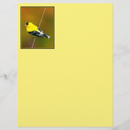 Amerikaanse Goldfinch - originele foto (Voorkant)