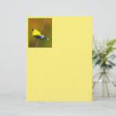 Amerikaanse Goldfinch - originele foto (Staand voorkant)