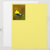 Amerikaanse Goldfinch - originele foto (Voorkant / Achterkant)