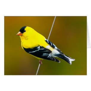 Amerikaanse Goldfinch - originele foto