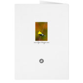 Amerikaanse Goldfinch - originele foto (Achterkant)
