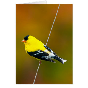 Amerikaanse Goldfinch - originele foto