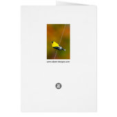 Amerikaanse Goldfinch - originele foto (Achterkant)