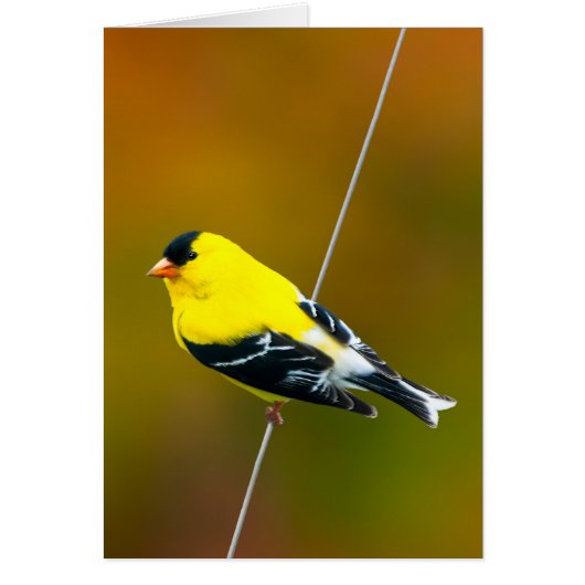 Amerikaanse Goldfinch - originele foto (Voorkant)