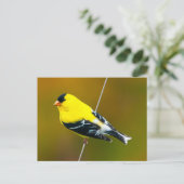 Amerikaanse Goldfinch - originele foto Briefkaart (Staand voorkant)