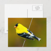 Amerikaanse Goldfinch - originele foto Briefkaart (Voorkant / Achterkant)
