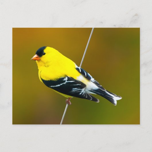 Amerikaanse Goldfinch - originele foto Briefkaart (Voorkant)