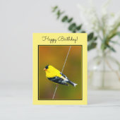 Amerikaanse Goldfinch - originele foto Briefkaart (Staand voorkant)