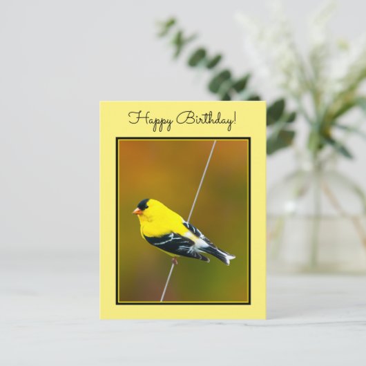 Amerikaanse Goldfinch - originele foto Briefkaart (Staand voorkant)