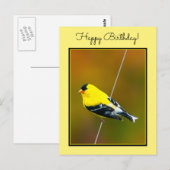 Amerikaanse Goldfinch - originele foto Briefkaart (Voorkant / Achterkant)